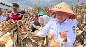 Polres Prabumulih Dukung Ketahanan Pangan, Ikuti Panen Raya Jagung Serentak