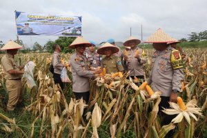 Kapolres Ogan Ilir Pimpin Panen Raya Jagung Program Ketahanan Pangan di Desa Lorok