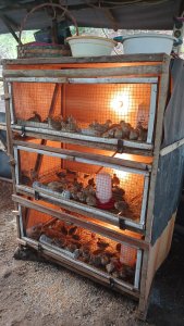 Mantan Pekerja PETI, Tonidi Sukses dengan Usaha Ternak Burung Puyuh Berkat Bantuan PTBA