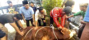 DPRD Muara Enim Salurkan Dua Ekor Sapi Kurban 