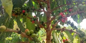 Kopi Robusta “Harapan Baru” – Kisah Kami, Petani Sawahlunto bersama Bukit Asam