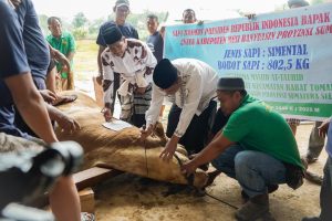 Momen Berkah Idul Adha yang Penuh Makna, Warga Muba Sembelih Sapi Qurban Presiden Prabowo