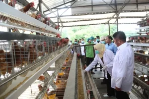 Perkuat Keamanan Pangan, Gubernur Sumsel Herman Deru Serahkan NKV ke Peternak Ayam di Banyuasin