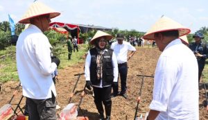 Dukung Swasembada Pangan, Wabup Tanam Perdana Padi Gogo di Lahan PSR Seluas 394 Hektar