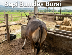 Jelang Idul Adha, Pemdes Burai Masih Buka Pemesanan Sapi Kurban untuk Masyarakat