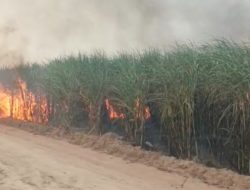 Heboh Video Kebakaran Kebun Tebu, PTPN Cinta Manis Bantah Tudingan Sengaja Membakar Lahan